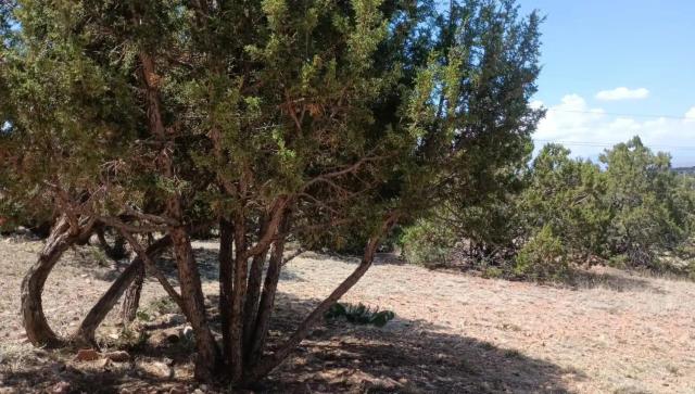 Fire Prevention Pruning Service.